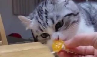 猫咪能把橘子皮吐出来吗